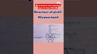 😱reproduction in flowering plants class 12GynoeciumPistilstructure shortsbiologycbscneet 📝❤️ [upl. by Naelcm]