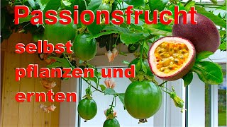 Passionsfrucht selbst pflanzen und ernten [upl. by Salba]