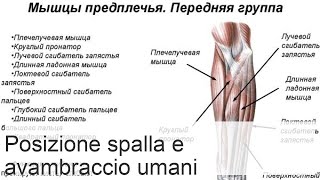 Anatomia dellavambraccio muscoli tabella funzione gruppo muscolare anteriore [upl. by Rabassa830]