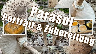 Parasol zubereiten  Verwechslung amp Portrait  Gemeiner Riesenschirmling Macrolepiota procera [upl. by Tenenbaum]