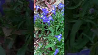 Lobelia erinus 🌸 nature plants flowers vlog TaoMola [upl. by Cortie]