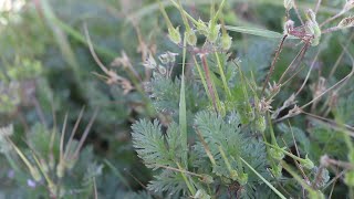 REDSTEM FILAREE Erodium cicutarium [upl. by Amhsirak673]