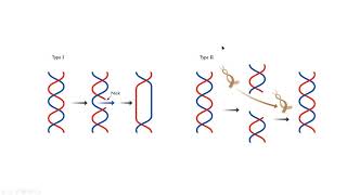 Topoisomerase I II molecular biology mp4 [upl. by Scheers]