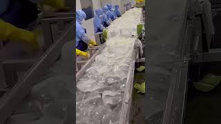 WOW SO THIS IS HOW ALOE VERA GEL IS MADE [upl. by Ahsemik]