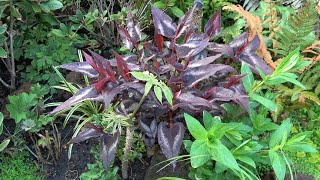 Persicaria microcephala propagation by cuttings [upl. by Ytsirk]