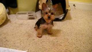 New Yorkie puppy [upl. by Tudela]