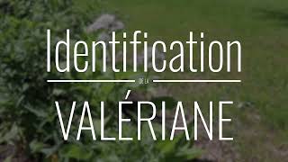 Valériane son identification et ses propriétés plantesmedicinales herboristerie [upl. by Arelc]