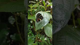 Mariposas de cristal Elzunia bomplandiiFamilia NymphalidaeTribu IthomiiniCaldas Antioquiainsectos [upl. by Coridon]