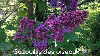 Gazouillis des oiseaux 🐦 [upl. by Calan402]