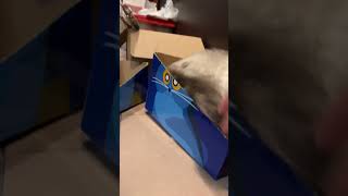 Cat fit in tiny box 😱 [upl. by Htebarual]