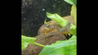 Forktail rainbow fish  furcatus can live up to –5 years with proper care They are awesome [upl. by Ellimahs]