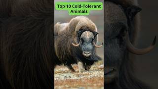 Top 10 Cold Tolerant Animals [upl. by Janette627]