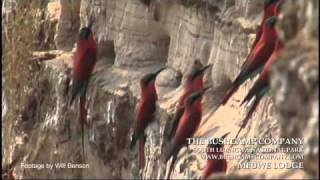 Southern Carmine beeeater colony Luangwa Zambia [upl. by Macomber]