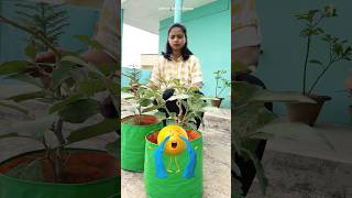 Brinjal ne Ninni ko bataya ki Tree Society unhe kya bol rahi thi 😱 [upl. by Casimire]