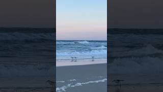 Sandpipers on the run naturelover oceanswaves peaceful [upl. by Ansaev]