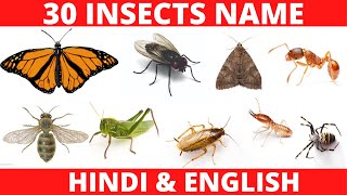 INSECTS NAME WITH PICTURES  INSECTS NAME IN HINDI AND ENGLISH WITH SPELLING AND ITS CHARACTERISTICS [upl. by Aeneas491]