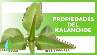 BENEFICIOS del KALANCHOE 💚 Propiedades Para qué sirve y Contraindicaciones ✅ [upl. by Lyontine349]