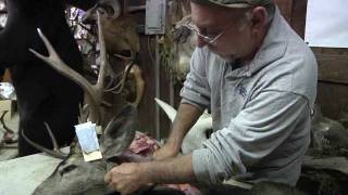 Testas Taxidermy Tips  Neck Meat [upl. by Kast451]