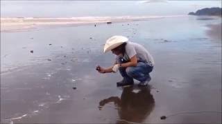 Costa Rica Turtle Nesting Tours [upl. by Barty]