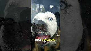 9 Most Deadliest and Dangerous Dog Breeds in the World 🥵 [upl. by Nobe]