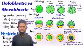 Holoblastic cleavage vs meroblastic cleavage  different patterns of cleavage [upl. by Valonia]