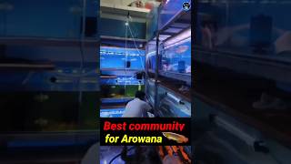 Best Tank Mates For Dragonfish 🐉🐉ashokaquafish fishkeeping reelart arowana dollerfish [upl. by Fabi]