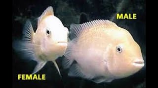 Albino Convict Cichlids [upl. by Alad]