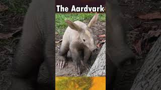 Fun Facts About The Aardvark animal aardvark [upl. by Nolyar]