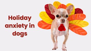 Help your fearful dog cope with holiday stress [upl. by Ahsahs]