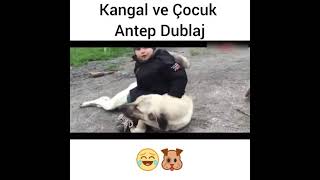 Köpeği Rahat Bırakmayan Bebek Antep Dublaj [upl. by Tolecnal631]