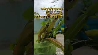 Medicinal plants series 3 home gardening herableplant hathjodplant like subscribe share [upl. by Anatola]