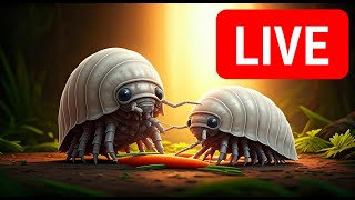 Live Stream  Isopods grazing on a carrot [upl. by Waltner]