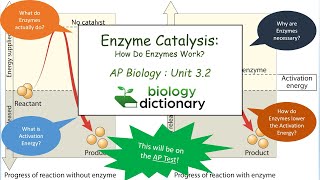 Enzyme Catalysis How Do Enzymes Work  AP Biology 32 [upl. by Enenstein]