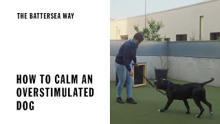 How to calm an overstimulated dog  The Battersea Way [upl. by Lasser736]