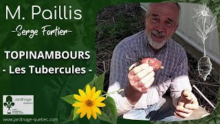 LES TOPINAMBOURS ET LEURS TUBERCULES COMESTIBLES  AVEC SERGE FORTIER [upl. by Aprile612]