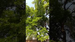 Millettia pinnata or Pongamia pinnata tree  tree youtubeshorts shortsfeed [upl. by Er]