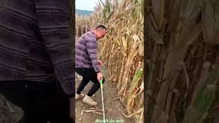 Essential Tools for Rural Farmer  Practical Use of Farming 🌽🌽Tools shorts youtubeshorts [upl. by Hekking]