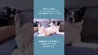 ドイツで子犬を売ろうとしたルーマニア人が子犬たちを搬送途中に検挙され、保護施設に預けられたワンコ🐶 ドイツvlog 保護犬 shorts [upl. by Pedrotti]