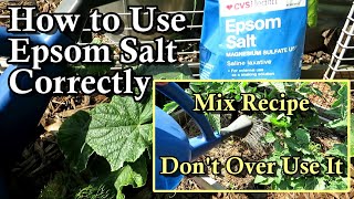 How to Correctly Use Epsom Salt on Cucumber amp Tomato Plants with Mix Recipe Dont Over Use it [upl. by Annaid]