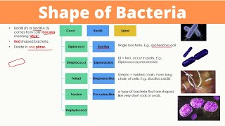 Shape of Bacteria  Arrangements of Cocci Bacilli and Spiral  Monera [upl. by Eibbor]