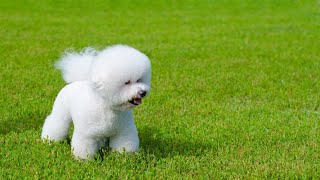 Top Tips for Training Your Bichon Frise [upl. by Arahk]