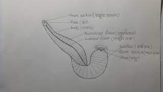 Hirudinaria manillensisleechজোকhsc biology2 chupter1 [upl. by Eceeryt]