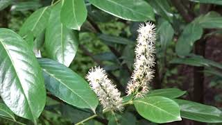 Prunus laurocerasus ´Novita´ čes bobkovišeň lékařská [upl. by Jud543]