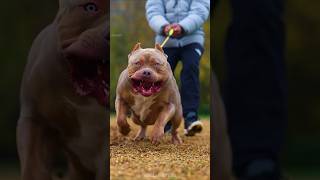 Most Dangerous Dog Breed in the World 🥵😡 shorts Viral [upl. by Sum262]