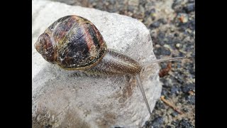 WHITE MUCILAGE SNAIL [upl. by Irby]