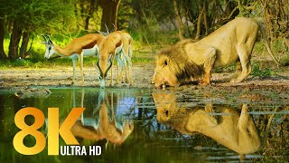 Amazing Wildlife of Botswana  8K Nature Documentary Film with music [upl. by Elurd]