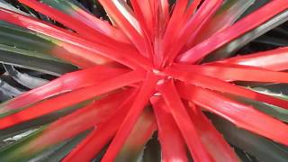 Mystery Plant Bromelia Balansae bromeliads [upl. by Riem710]