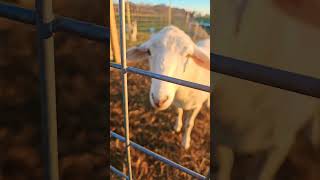 My Katahdin Sheep friends [upl. by Hardigg]