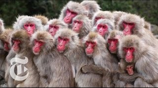 Japanese Monkeys Itch to Be Popular  ScienceTake  The New York Times [upl. by Anneg]