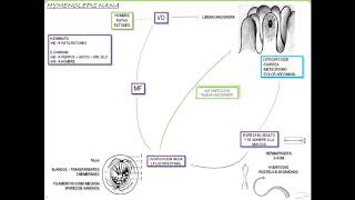 VIDEO 2  HYMENOLEPIS NANA [upl. by Lezirg]